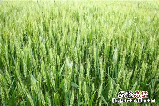 春小麦冬小麦有什么区别 春小麦和冬小麦的区别是什么