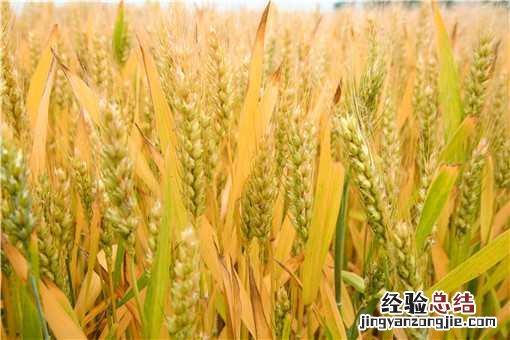 春小麦冬小麦有什么区别 春小麦和冬小麦的区别是什么