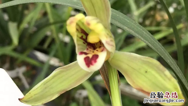 建兰多少度能开花 建兰的花能开几天