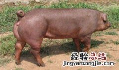 托佩克种猪优缺点是什么 托佩克种猪优缺点