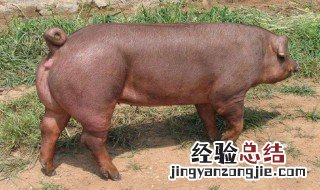 托佩克种猪优缺点是什么 托佩克种猪优缺点