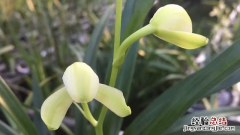 四季兰多久开一次花 四季兰能开花多长时间