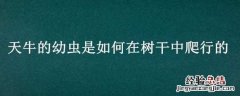 天牛的幼虫是如何在树干中爬行的昆虫记 天牛的幼虫是如何在树干中爬行的