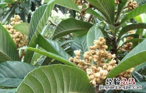 枇杷花期的管理技术有哪些 枇杷花期的管理技术