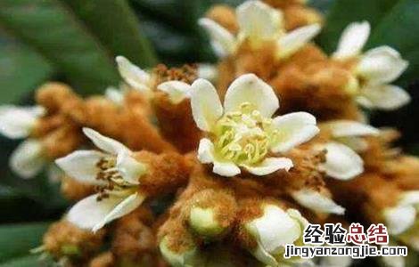 枇杷花期的管理技术有哪些 枇杷花期的管理技术