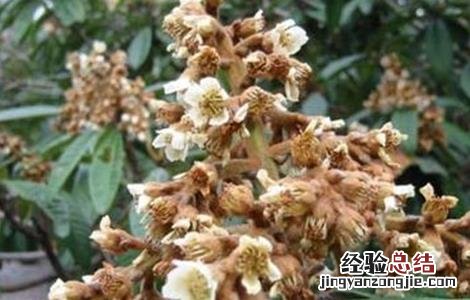 枇杷花期的管理技术有哪些 枇杷花期的管理技术