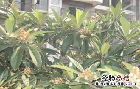 枇杷花期的管理技术有哪些 枇杷花期的管理技术