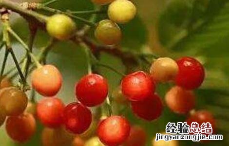 樱桃成熟期落果原因及防治方法 樱桃成熟期落果原因及防治方法图片