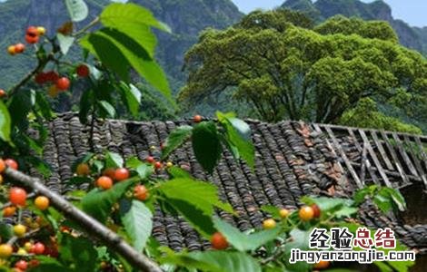 樱桃成熟期落果原因及防治方法 樱桃成熟期落果原因及防治方法图片