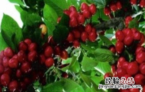 樱桃成熟期落果原因及防治方法 樱桃成熟期落果原因及防治方法图片