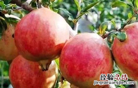 石榴产量如何提高 石榴产量如何提高销量