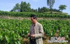 桑树施肥方法 桑树的施肥技术