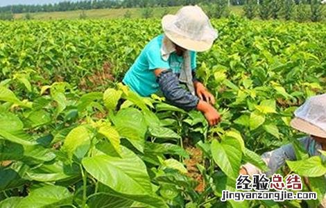 桑树施肥方法 桑树的施肥技术