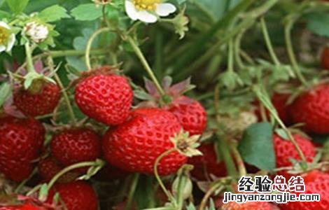 草莓蚜虫的生物防治方法 草莓蚜虫的防治措施和注意事项