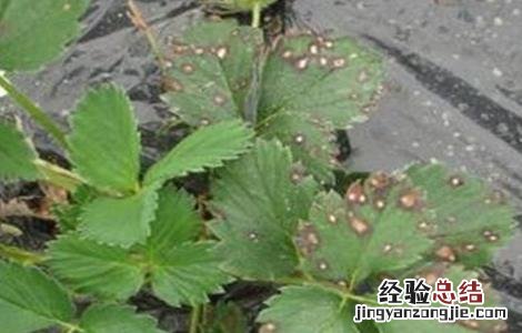 草莓蚜虫的生物防治方法 草莓蚜虫的防治措施和注意事项