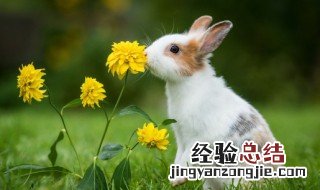 怎样做兔肉嫩又好吃 兔肉怎么做好吃又嫩的家常做法