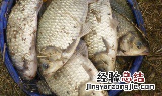 超诱和什么饵料一起钓鲫鱼效果好 超诱和什么饵料一起钓鲫鱼