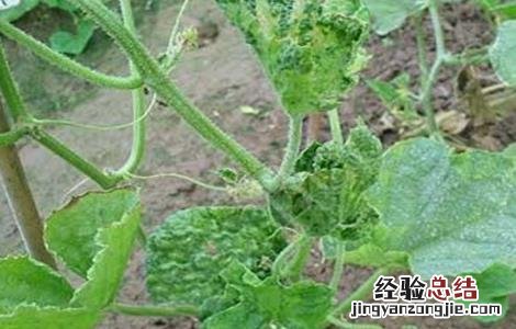 甜瓜凋萎死苗原因及防治措施 甜瓜苗期枯萎病