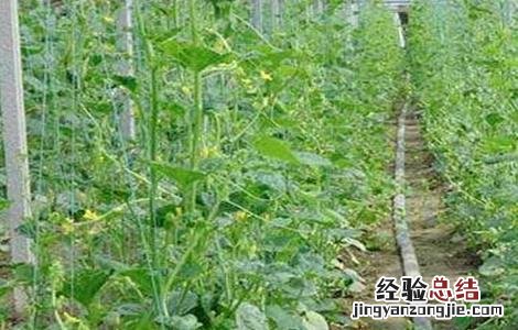 甜瓜凋萎死苗原因及防治措施 甜瓜苗期枯萎病