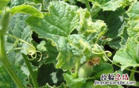 甜瓜凋萎死苗原因及防治措施 甜瓜苗期枯萎病