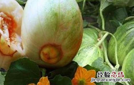 甜瓜崩纹的原因及预防措施 甜瓜裂纹怎么回事