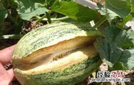 甜瓜崩纹的原因及预防措施 甜瓜裂纹怎么回事