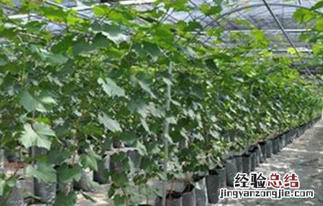 葡萄限根栽培技术与管理 葡萄限根栽培技术