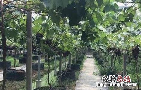 葡萄限根栽培技术与管理 葡萄限根栽培技术