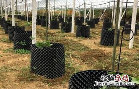 葡萄限根栽培技术与管理 葡萄限根栽培技术