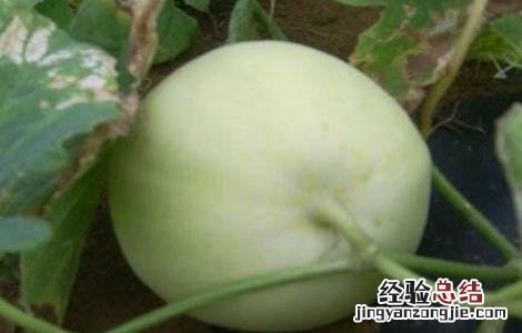 露地香瓜的种植技术 露地香瓜的种植技术和管理