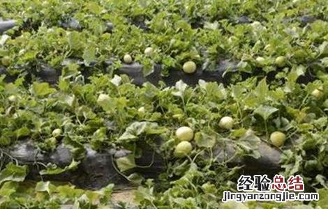露地香瓜的种植技术 露地香瓜的种植技术和管理
