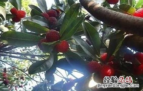 杨梅种植成活率低原因及防治措施 杨梅种植成活率低原因及防治措施视频