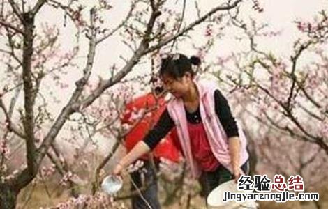 桃树春季施肥要点是什么 桃树春季施肥要点