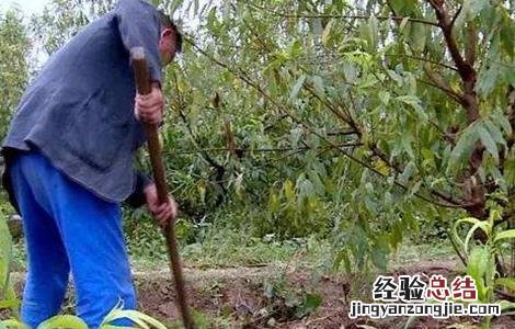 桃树春季施肥要点是什么 桃树春季施肥要点