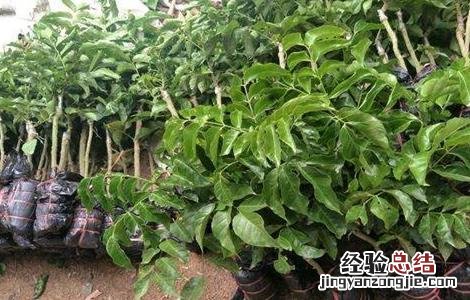 黄皮果的育苗技术 黄皮果的育苗技术与管理