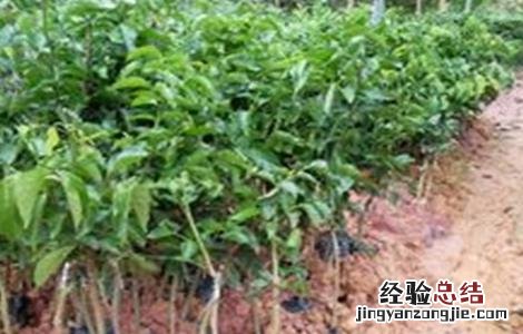 黄皮果的育苗技术 黄皮果的育苗技术与管理