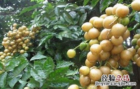 黄皮果黄叶原因及防治方法 黄皮果黄叶原因及防治方法