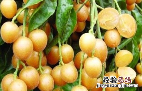 黄皮果黄叶原因及防治方法 黄皮果黄叶原因及防治方法