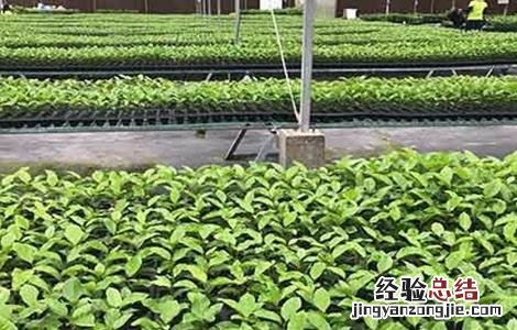 百香果幼苗移栽注意事项 百香果幼苗移栽注意事项有哪些