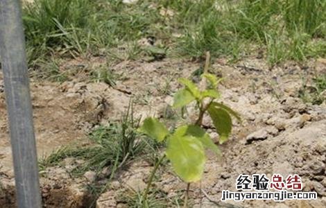 百香果幼苗移栽注意事项 百香果幼苗移栽注意事项有哪些