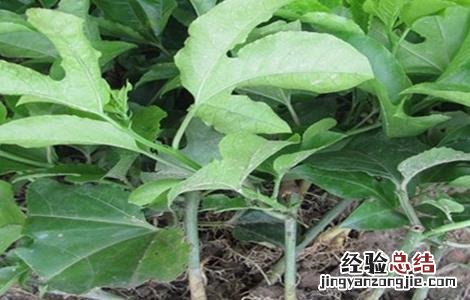 百香果幼苗移栽注意事项 百香果幼苗移栽注意事项有哪些