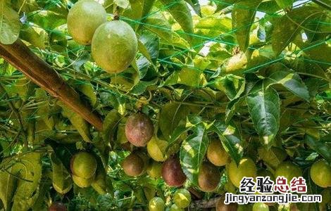 百香果秋种注意事项 百香果秋种注意事项图片