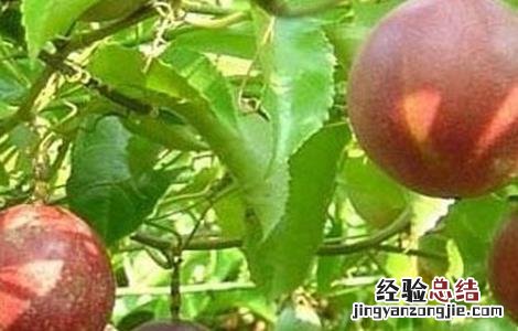 百香果秋种注意事项 百香果秋种注意事项图片