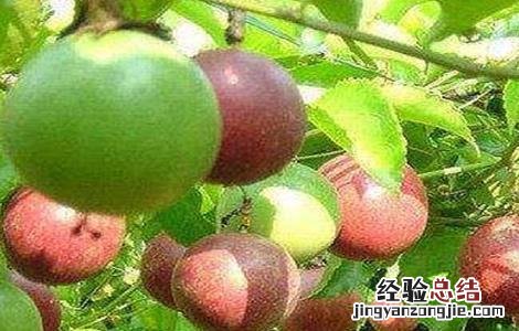 百香果秋种注意事项 百香果秋种注意事项图片