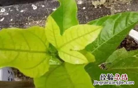 黄金百香果叶片发黄原因及防治措施 黄金百香果黄叶是怎么回事