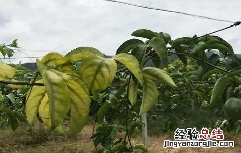 黄金百香果叶片发黄原因及防治措施 黄金百香果黄叶是怎么回事