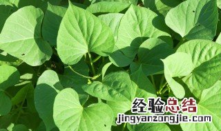 山芋藤叶子怎么吃 山芋藤叶子怎么吃好吃