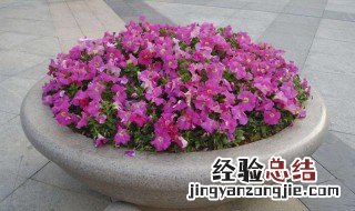 容易养的多年生草花 长年好养的草花