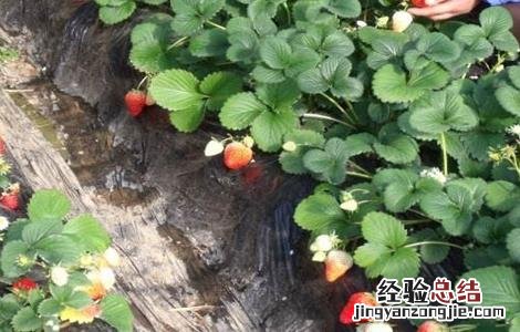 草莓春季管理注意事项有哪些 草莓春季管理注意事项