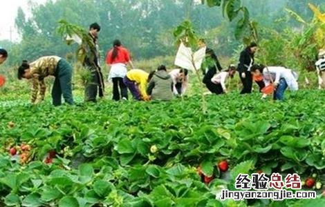 草莓春季管理注意事项有哪些 草莓春季管理注意事项